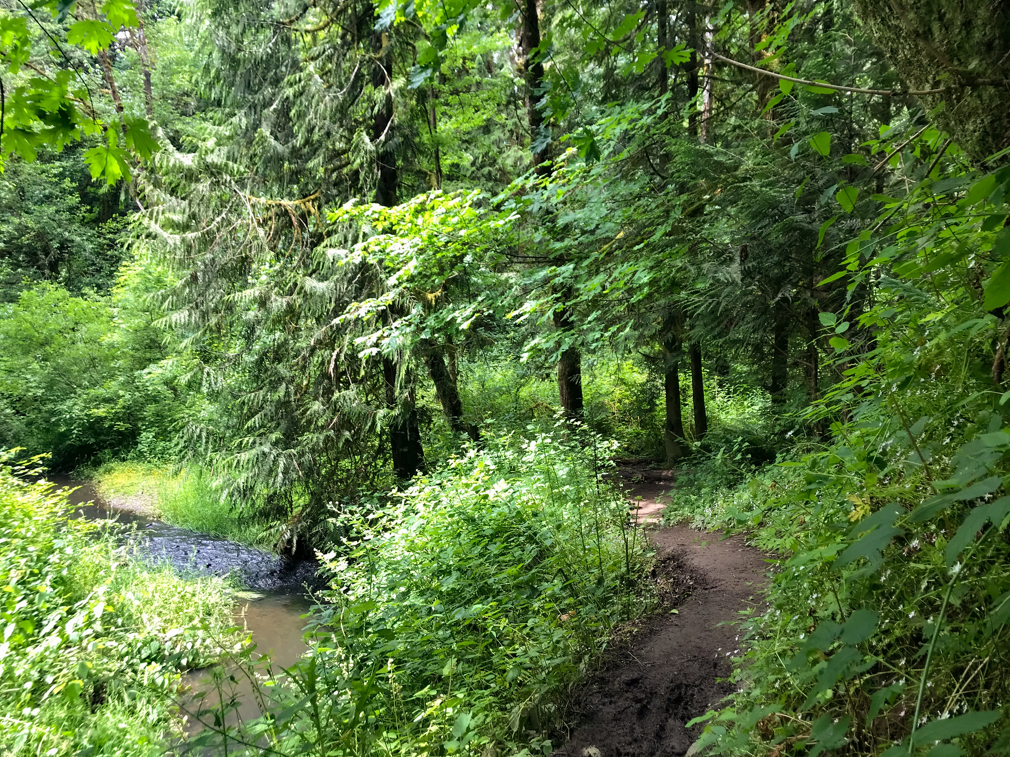 A scenic dirt trail winding through a dense green forest with tall trees