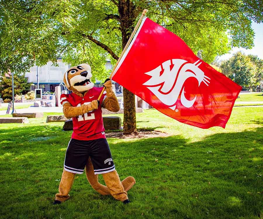 Butch, the WSU mascot, waving a large red WSU flag proudly on a green lawn on campus