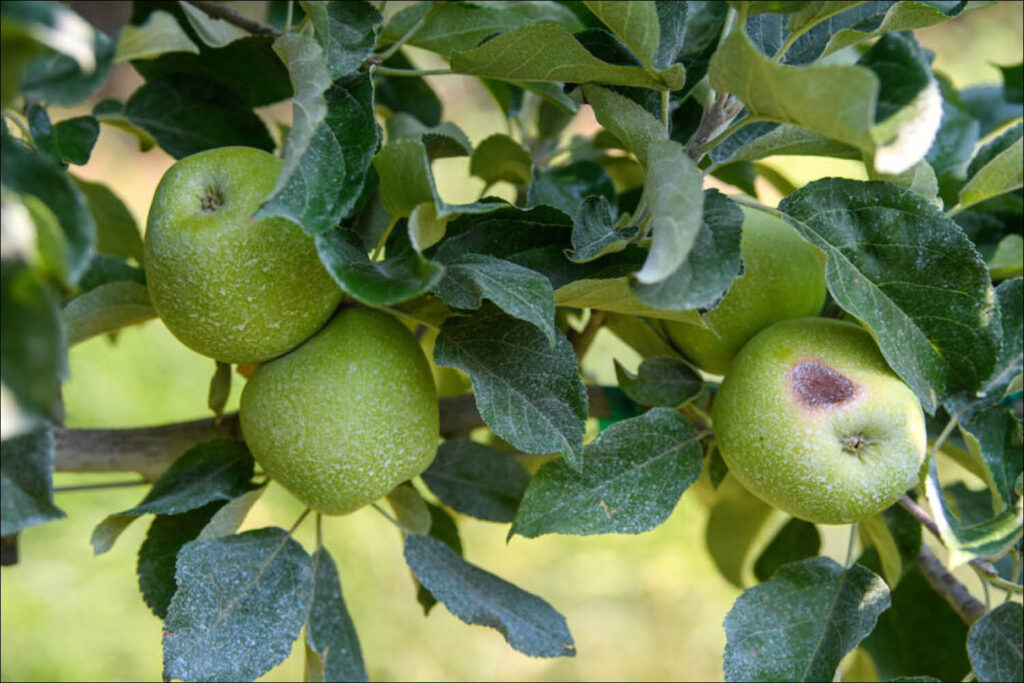 Prime apple-growing areas in US face increasing climate risks - By Sara Zaske, WSU News & Media Relations