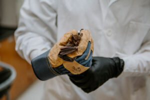 Close-up of gloved hands holding an organic soil or plant sample during a WSU Vancouver field study