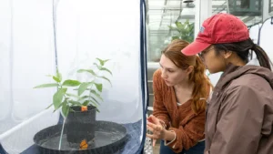 A researcher inspecting potted green plants in a controlled greenhouse environment