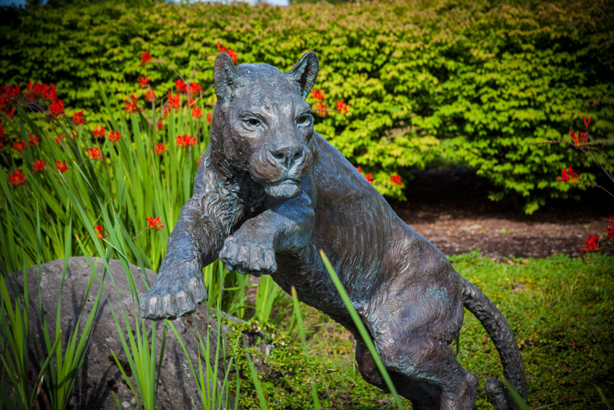 WSU-Vancouver-Leaping-Cougar-Sculpture-Art-on-Campus | A classic bronze Cougar statue resting on a stone base outside on the WSU Vancouver campus
