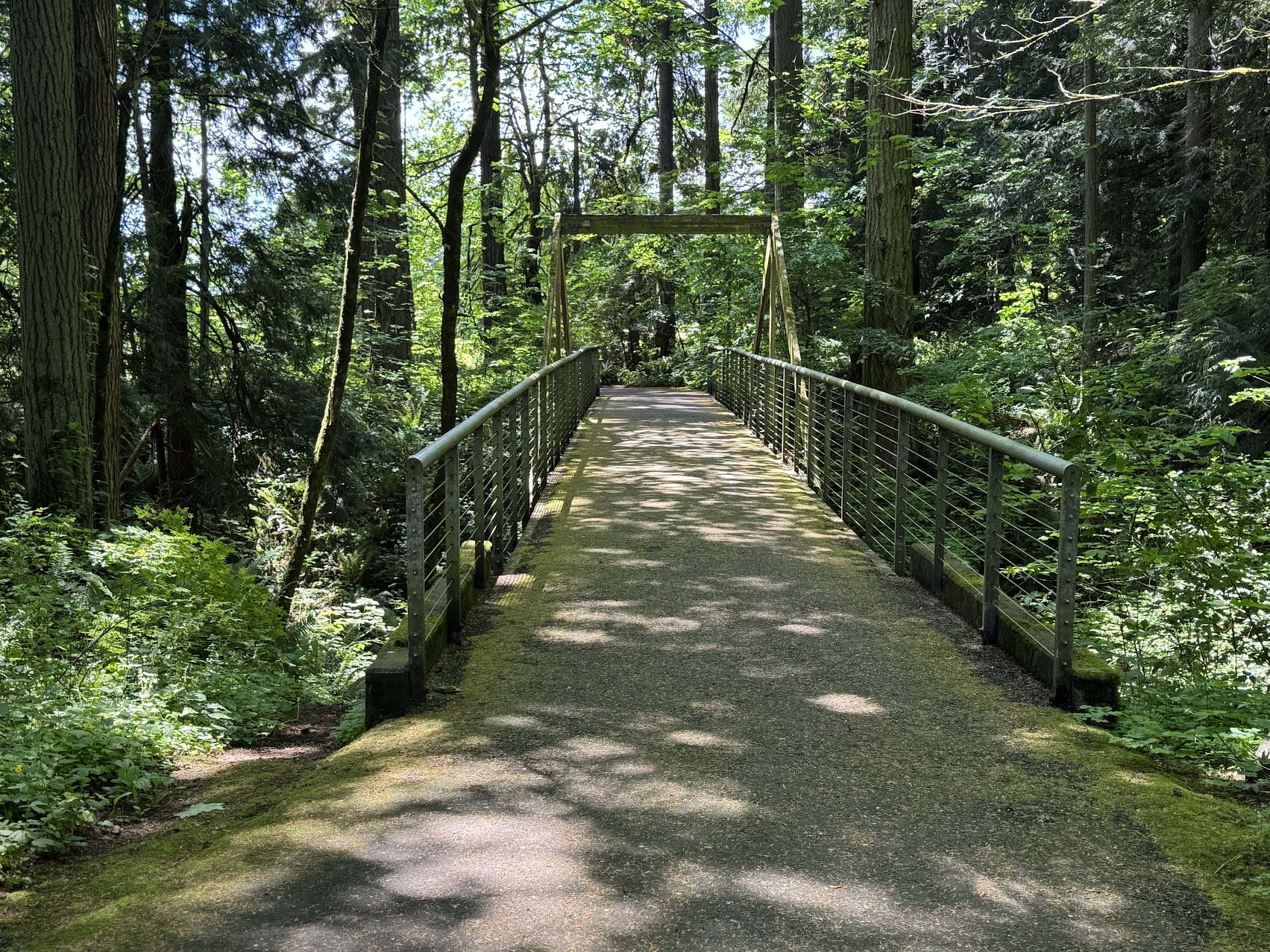 WSU Vancouver Bridge Trail Path | A beautiful wooden boardwalk pathway cutting through a lush green forest trail on campus