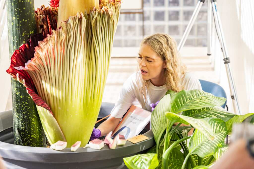 A woman studying a large exotic Corpse Flower plant blooming in a greenhouse