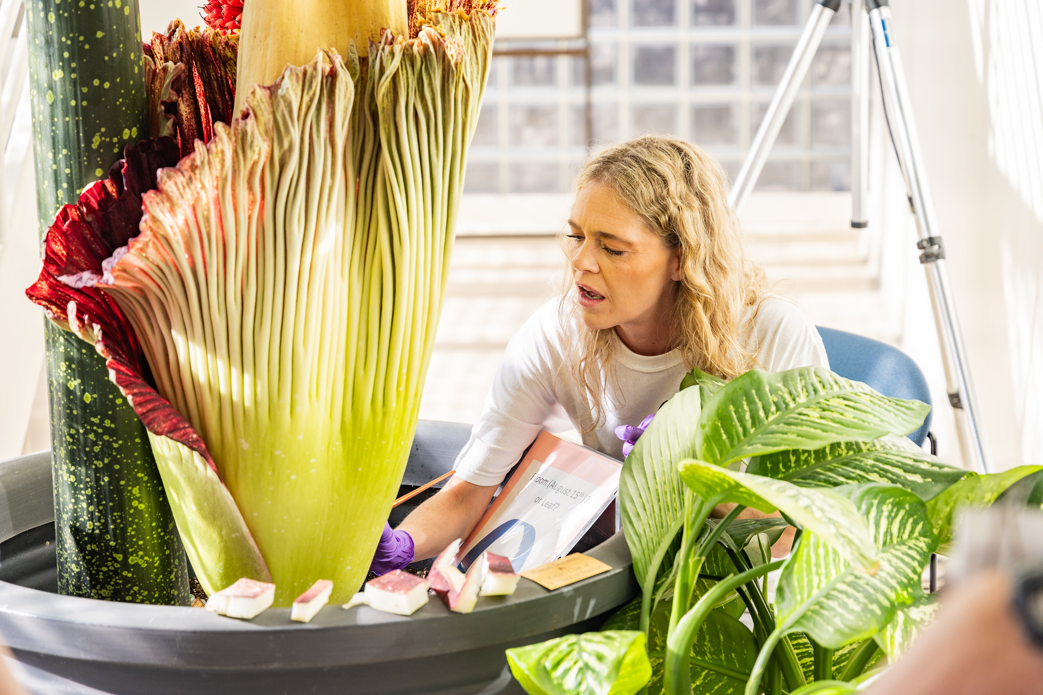 A woman studying a large exotic Corpse Flower plant blooming in a greenhouse