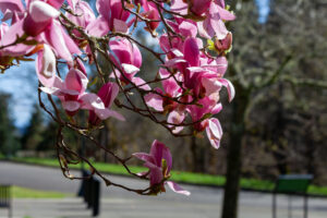 Close-up of bright pink blossoms on a tree with a campus path behind