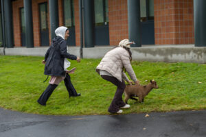 People walking their dogs along a grassy campus walkway