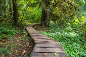 A wooden boardwalk pathway cutting through a lush green forest trail