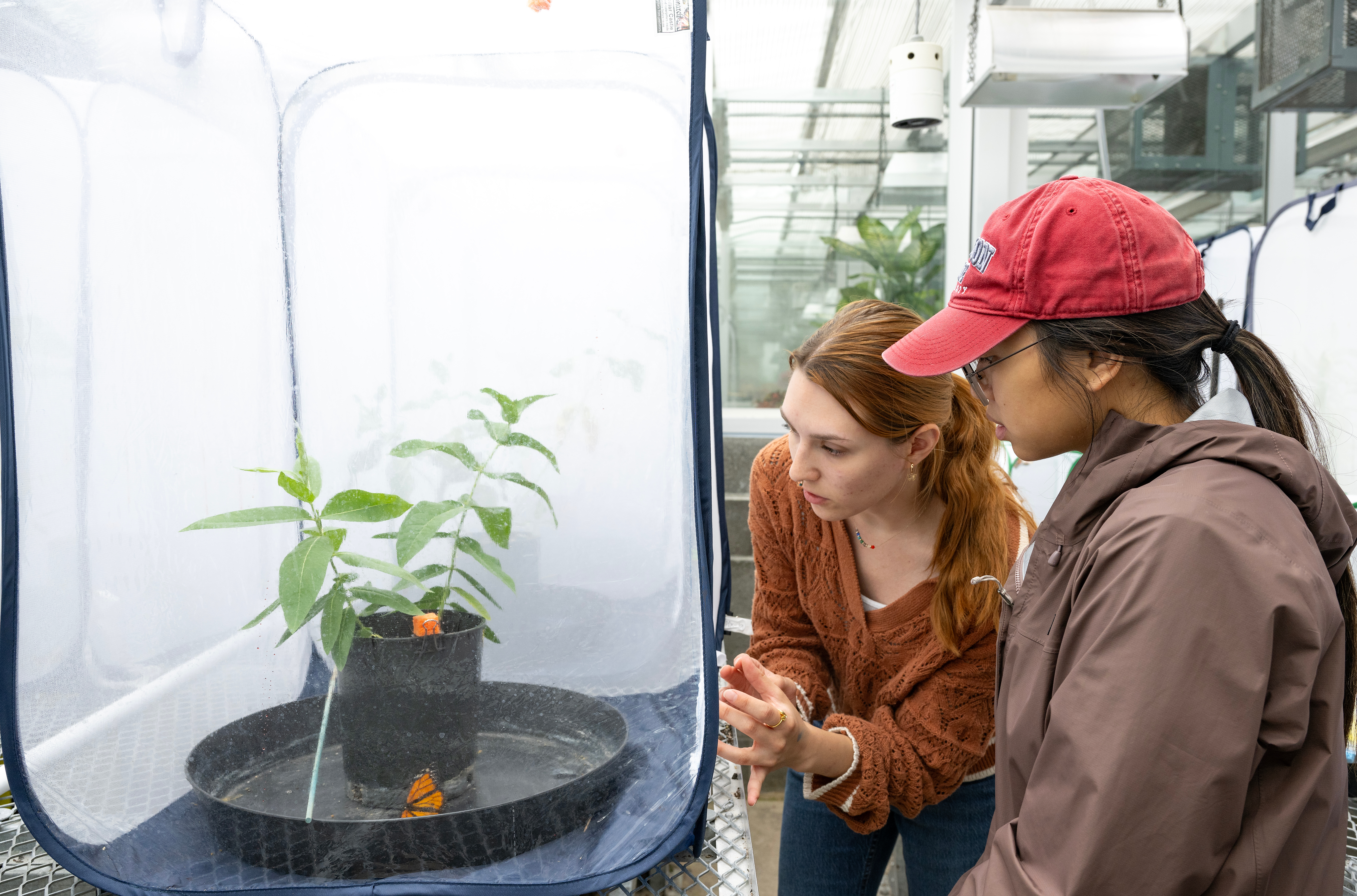 Two researchers examining young plant specimens inside a greenhouse facility