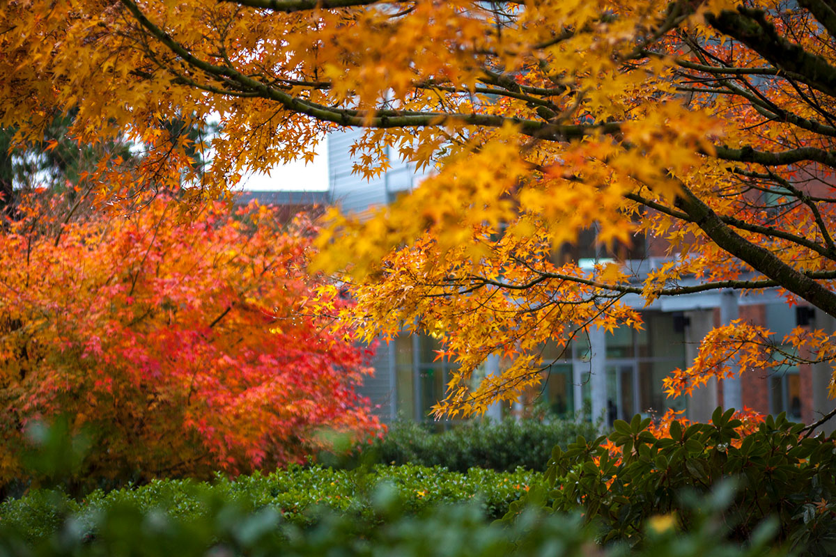 Lush autumn tree foliage showing beautiful red and yellow changing leaves on the campus grounds