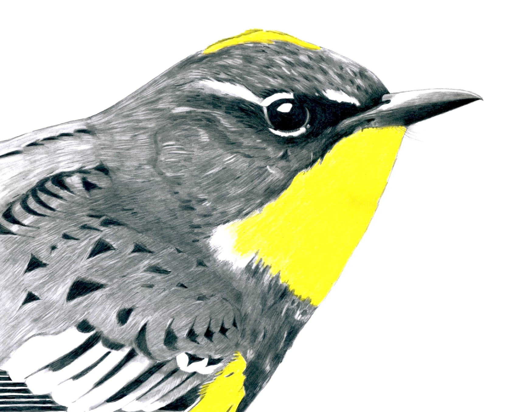 Sightings: Bird Journals, 2021 – 2026 | Kacy McKinney | Aug. 24 – Dec. 18, 2026 First and Second Floor Galleries, Science and Engineering Building
