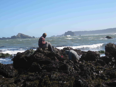 Anemone counting