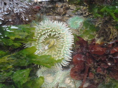 Intertidal.