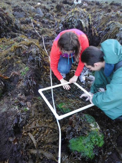 Quadrat sampling