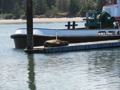 Sea lion