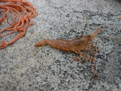 Shrimp