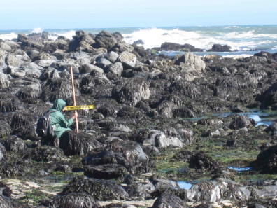 Site level
