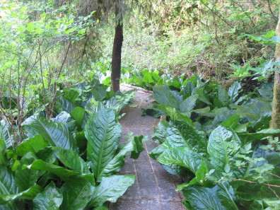 Skunk cabbage