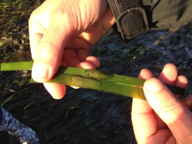 eelgrass