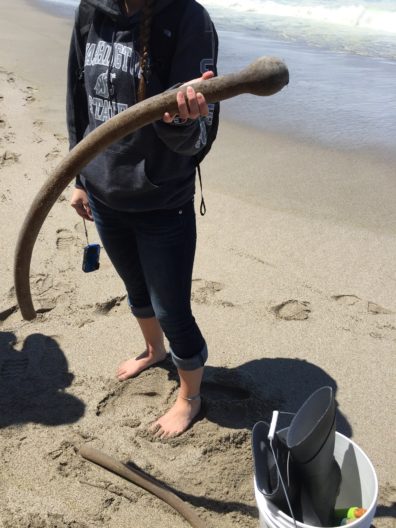 Bull kelp