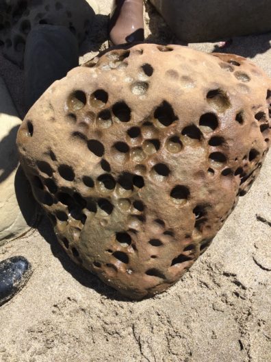 Burrowing bivalves