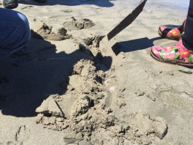 Digging mole crabs