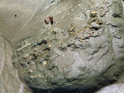 Fossils