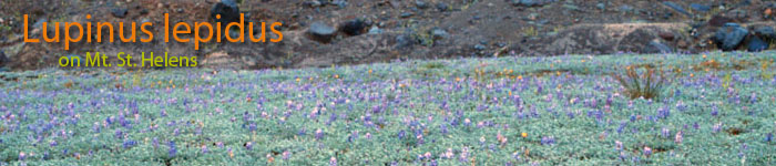 banner_1