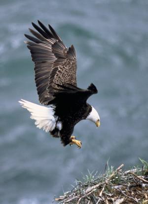 (c) US FWS, Dave Menke