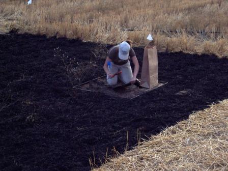 Student Tabitha Brown taking burnt residue samples to compare to non-burnt residue samples for carbon pools.