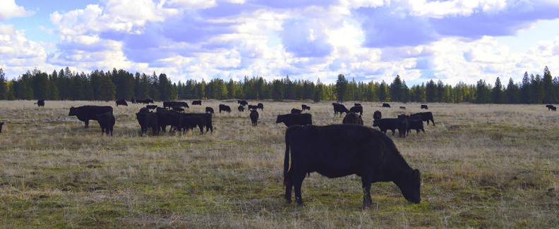 Cows grazing in an open field under the blue sky.