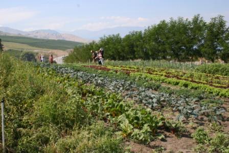 Lettuce-like-crops seen in rows at the WSU farm.