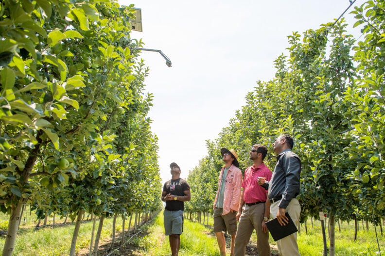 Four researchers look at a sensor in an apple orchard.