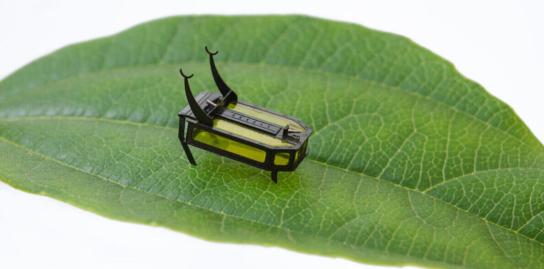 Closeup of the Robeetle, a tiny 88 milligram robot, walking across a leaf.