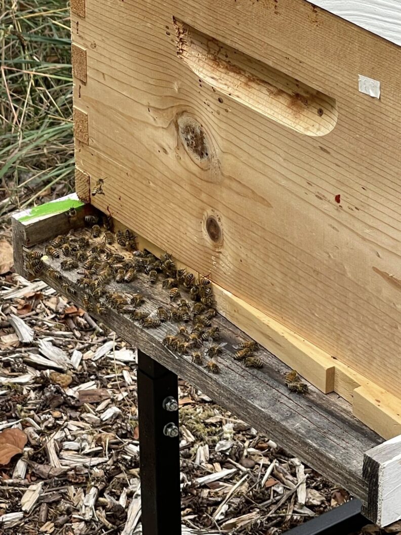 The entry to a beehive contained in a wooden box. Hundreds of bees are gathered at the entrance of he hive. 