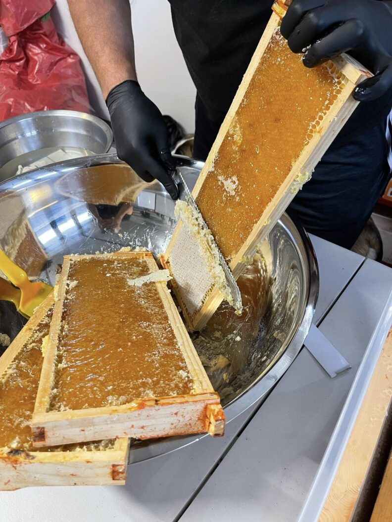 A bee keeper cutting the caps off of a long piece of honeycomb. 