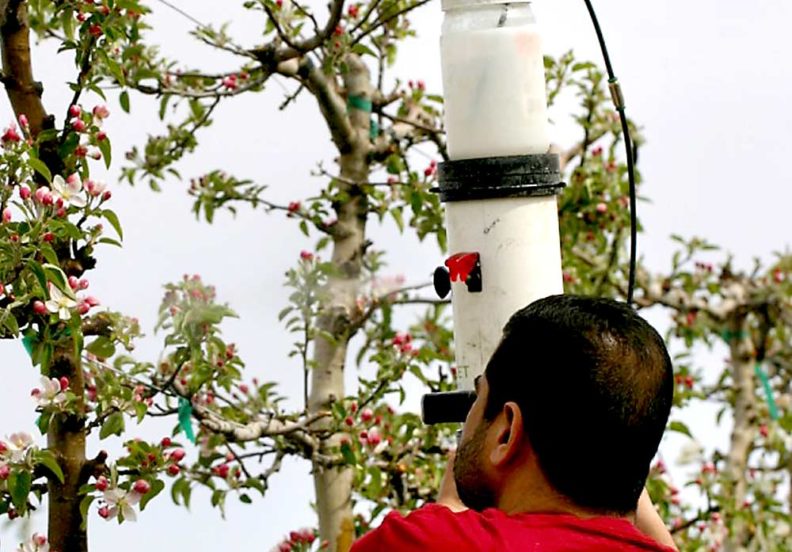 Man spraying budding fruit trees.