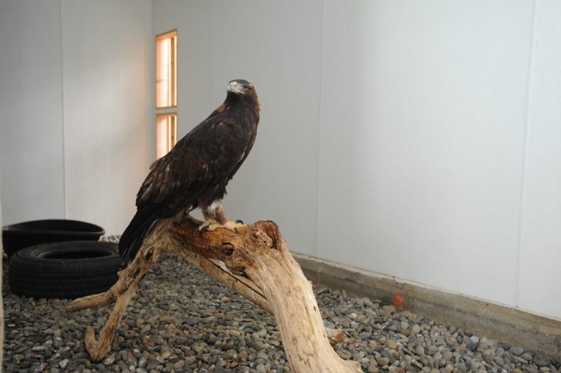 Amicus on a perch