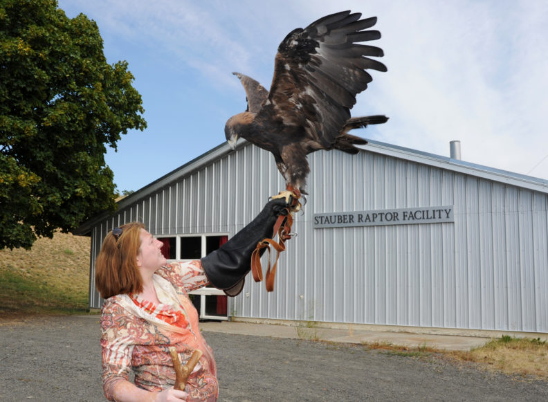 WSU wildlife veterinarian Nicky Finch with Amicus, a blind Golden Eagle