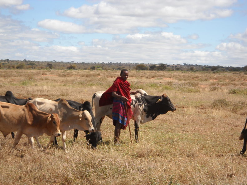 Maasai man herding cattle