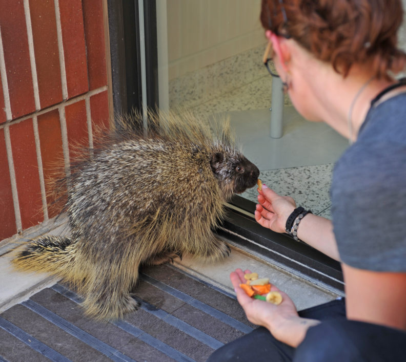 Feeding injured porcupine