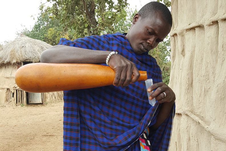 Maasai man in Tanzania pouring milk from calabash gourd