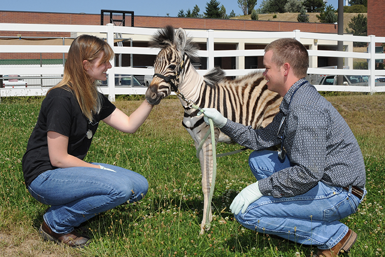 Holly Sawyer and Geoffrey McGee with baby zebra