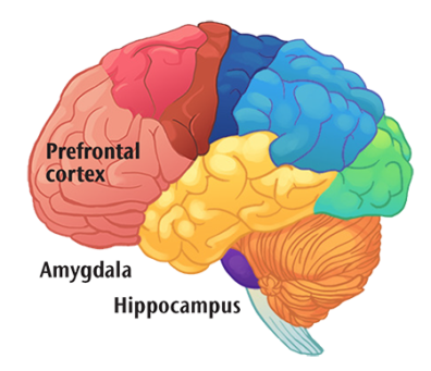 Illustration of a brain
