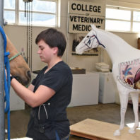 Veterinary student examining a live horse with painted horse in the background.