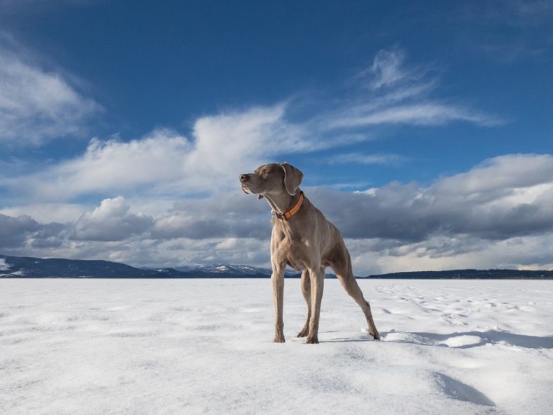Sugar standing in the snow