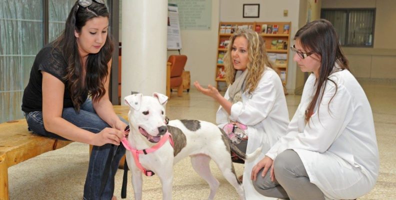 Dr. Fransson talking with Sara in the veterinary teaching hospital lobby.