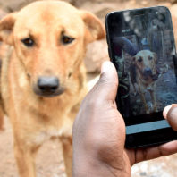 A person is looking at a dog's face through a cell phone.