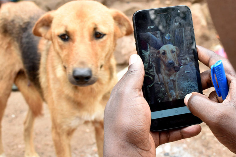 A person is looking at a dog's face through a cell phone.