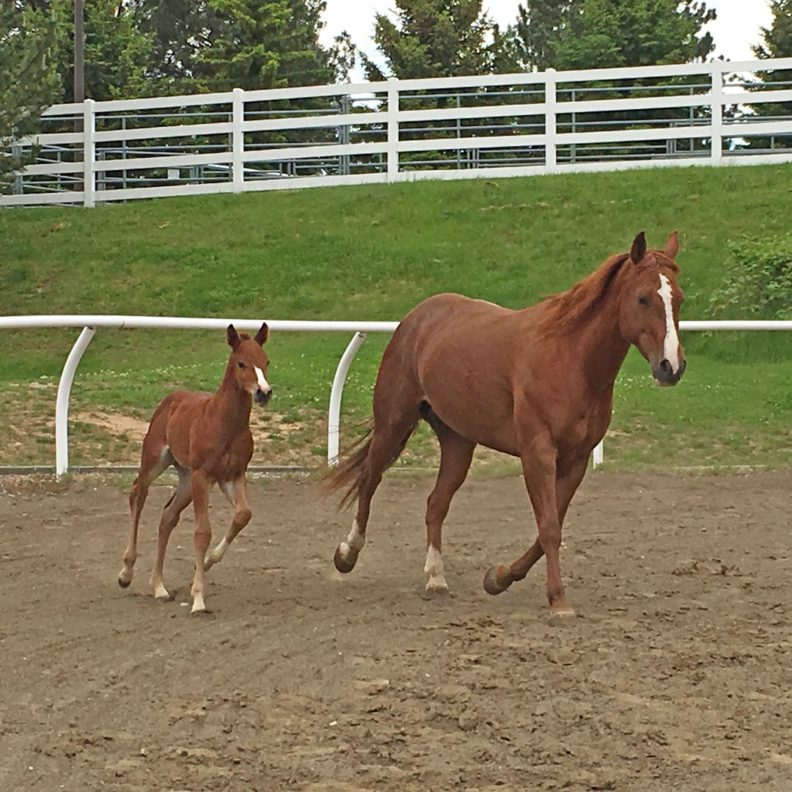 They are trotting around a horse track